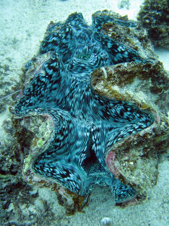 Hotel Ningaloo Coral Bay - Bayview Esterno foto